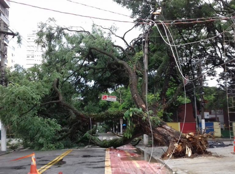 anace-arvore-caida-temporal-sp